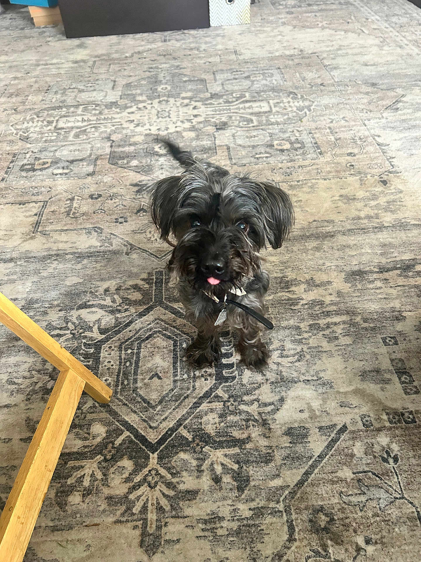 Cornelius is registered to the contest to win money with this photo: dog, indoor, carpet, tongue_out, black_fur, playful, pet, floor, furniture_leg, household, animal, cute, small_dog, looking_up, domestic, companion, fur, standing, home, friendly
