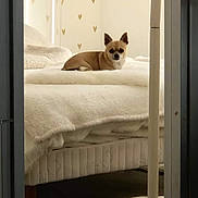 Titoy a rejoint le concours — aidez-le/la à gagner de superbes lots ! animal, architecture, bed, bedroom, blanket, building, canine, crib, cushion, dog, dogbed, dormroom, furniture, homedecor, hostel, indoors, infantbed, interiordesign, pet, room