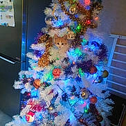 Winnie participe au concours pour gagner de l'argent avec cette photo : accessories, animal, cat, christmas, christmasdecorations, christmastree, christmastreeornaments, festival, fir, lighting, ornament, pet, pine, plant, tree