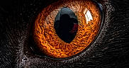 Nezuko a rejoint le concours — aidez-le/la à gagner de superbes lots ! cat, eye, close_up, black_fur, animal, pet, wildlife, macro, texture, orange_eye, whiskers, portrait, nature, feline, dark_background, reflection, sharp, detailed, mystery, intense
