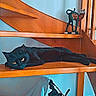 black_cat, cat, wooden_stairs, wooden_sculptures, animal_figurines, indoor, pet, feline, resting, orange_wood, decor, relaxed, curious_eyes, household, quiet, cozy, artistic, wood_texture, shadow, still_life