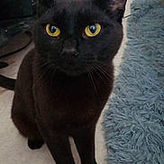 Nezuko a rejoint le concours — aidez-le/la à gagner de superbes lots ! black_cat, cat, pet, yellow_eyes, indoor, floor, rug, furniture, speaker, curious, alert, whiskers, ears, animal, domestic_cat, household, mammal, portrait, closeup, sitting