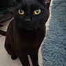 black_cat, cat, pet, yellow_eyes, indoor, floor, rug, furniture, speaker, curious, alert, whiskers, ears, animal, domestic_cat, household, mammal, portrait, closeup, sitting