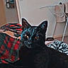 Nezuko participe au concours pour gagner de l'argent avec cette photo : black_cat, cat, pet, indoor, animal, feline, blanket, patterned_blanket, relaxing, household, drying_rack, towel, floor, wall, eyes, whiskers, ears, fur, domestic_animal, resting