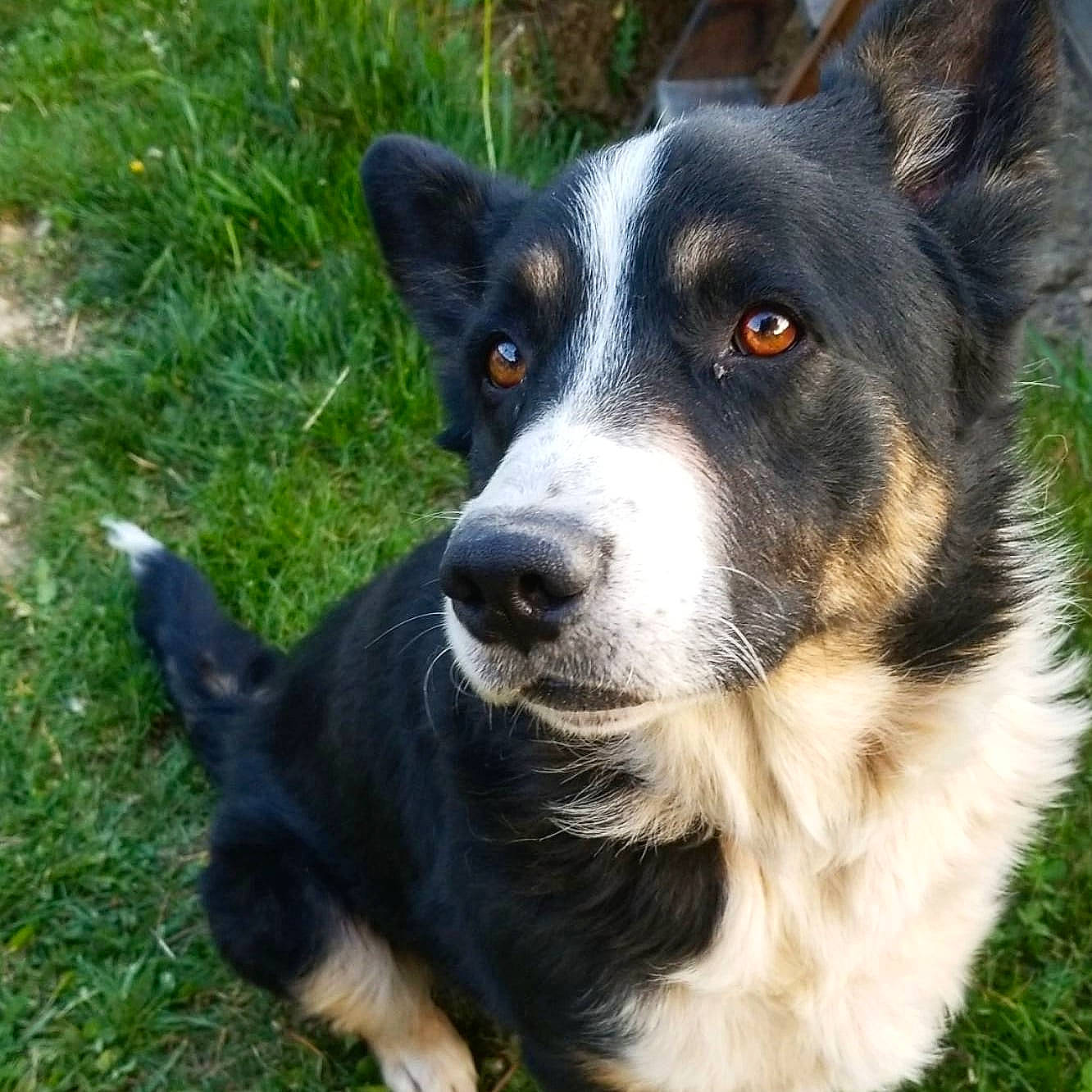 Jingle participe au concours pour gagner de l'argent avec cette photo : art, australian_collie, canidae, carnivore, companion_dog, dog, dog_breed, grass, herding_dog, plant, snout, sporting_group, terrestrial_animal, whiskers, working_animal, working_dog