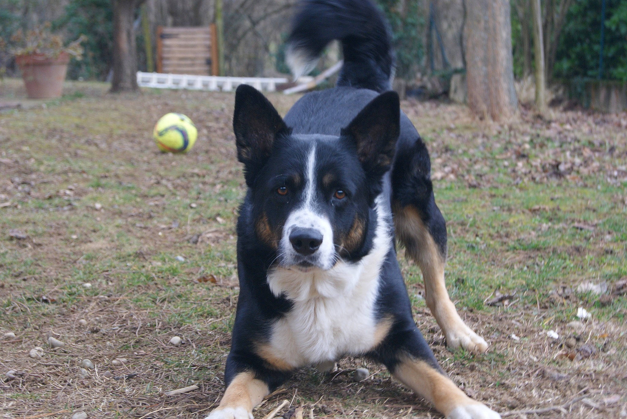 Jingle a rejoint le concours — aidez-le/la à gagner de superbes lots ! ball, carnivore, companion_dog, dog, dog_breed, grass, herding_dog, plant, snout, sporting_group, sports_equipment, tail, tree, working_animal, working_dog