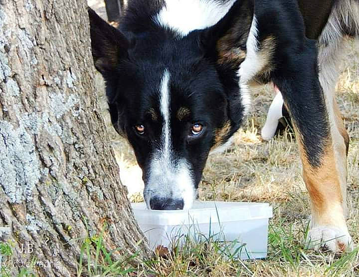 Jingle a rejoint le concours — aidez-le/la à gagner de superbes lots ! canidae, carnivore, companion_dog, dog, dog_breed, fur, grass, herding_dog, mcnab, non_sporting_group, plant, snout, sporting_group, tail, terrestrial_animal, tree, trunk, whiskers, working_animal, working_dog