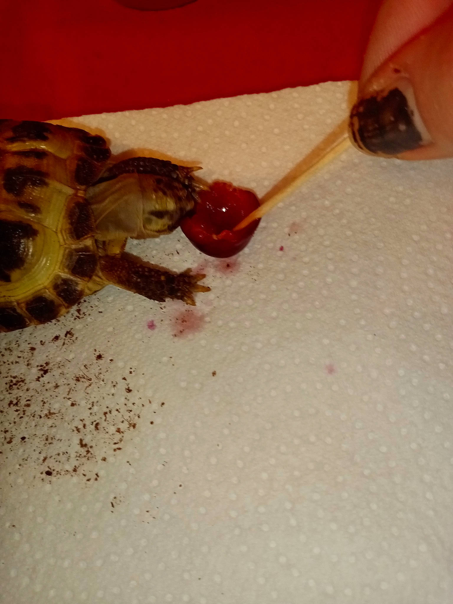 Franklin participe au concours pour gagner de l'argent avec cette photo : insect, nail, pest, stain