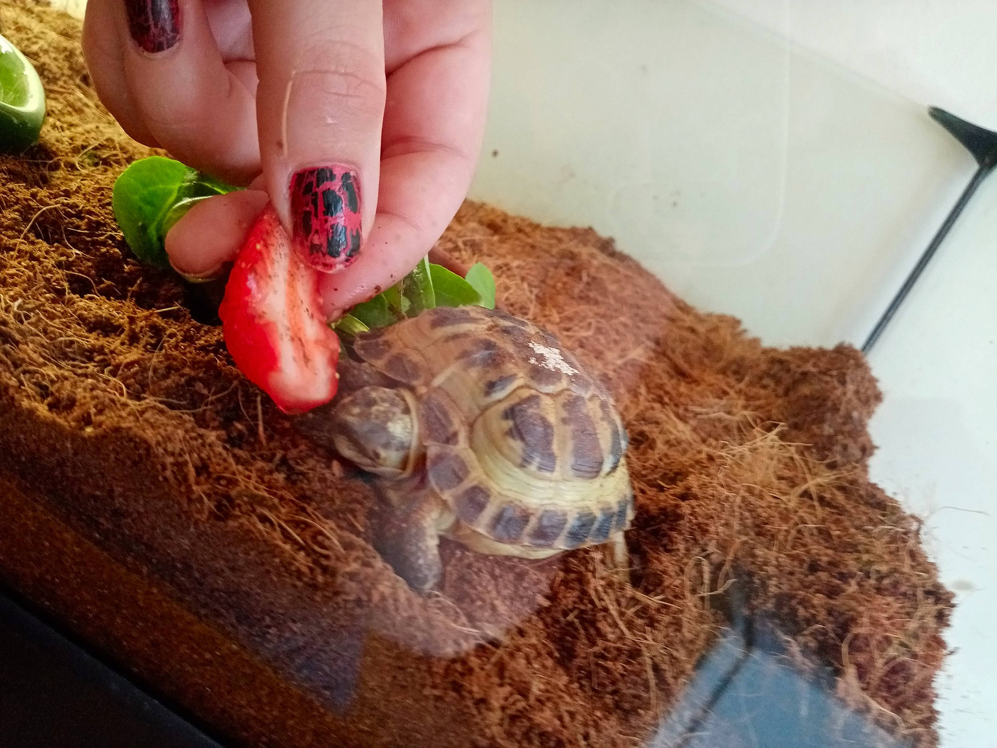 Franklin a rejoint le concours — aidez-le/la à gagner de superbes lots ! organism, pond_turtle, reptile, tortoise, turtle