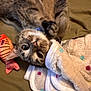 animal, blanket, cat, close_up, colorful, cozy, cute, domestic_animal, fish_toy, fur, indoor, lying_down, mammal, pet, playful, polka_dots, relaxed, soft_texture, tabby_cat, toy