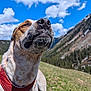 animal, blue_sky, canine, close_up, clouds, daytime, dog, fur, grass, harness, landscape, mountain, muzzle, nature, outdoor, peaceful, pet, scenery, snout, sunlight