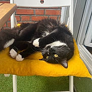 Swifty a rejoint le concours — aidez-le/la à gagner de superbes lots ! animal, architecture, balcony, building, cat, chair, cushion, diningtable, furniture, grass, homedecor, housing, kitten, manx, person, pet, plant, sleeping, table, wood