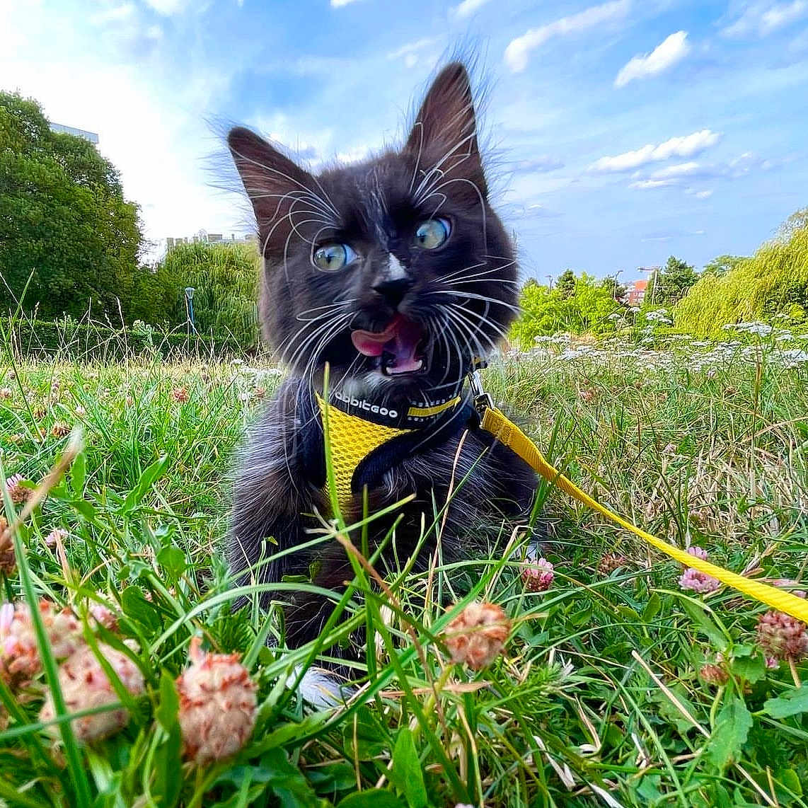 Swifty participe au concours pour gagner de l'argent avec cette photo : accessories, animal, cat, field, flower, grass, grassland, kitten, land, lawn, nature, outdoors, park, pet, plant, sky, strap, tree, vegetation, woodland