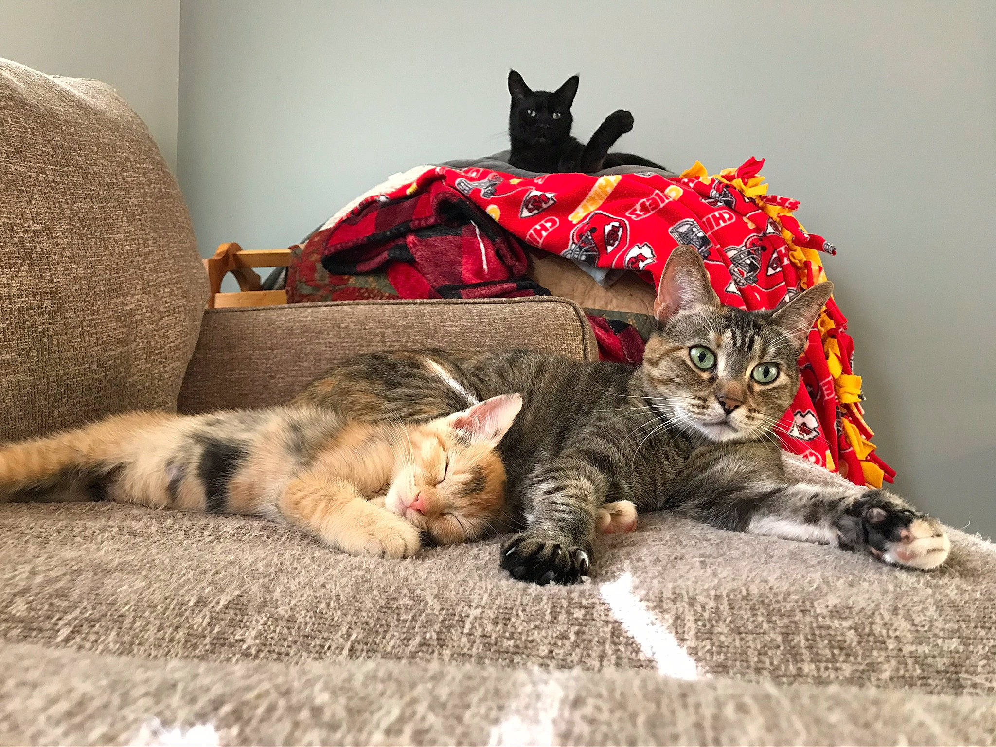 June is registered to the contest to win money with this photo: bed, carnivore, cat, claw, comfort, couch, domestic_short_haired_cat, felidae, fur, grey, linens, nap, paw, room, sitting, small_to_medium_sized_cats, snout, tail, tree, whiskers