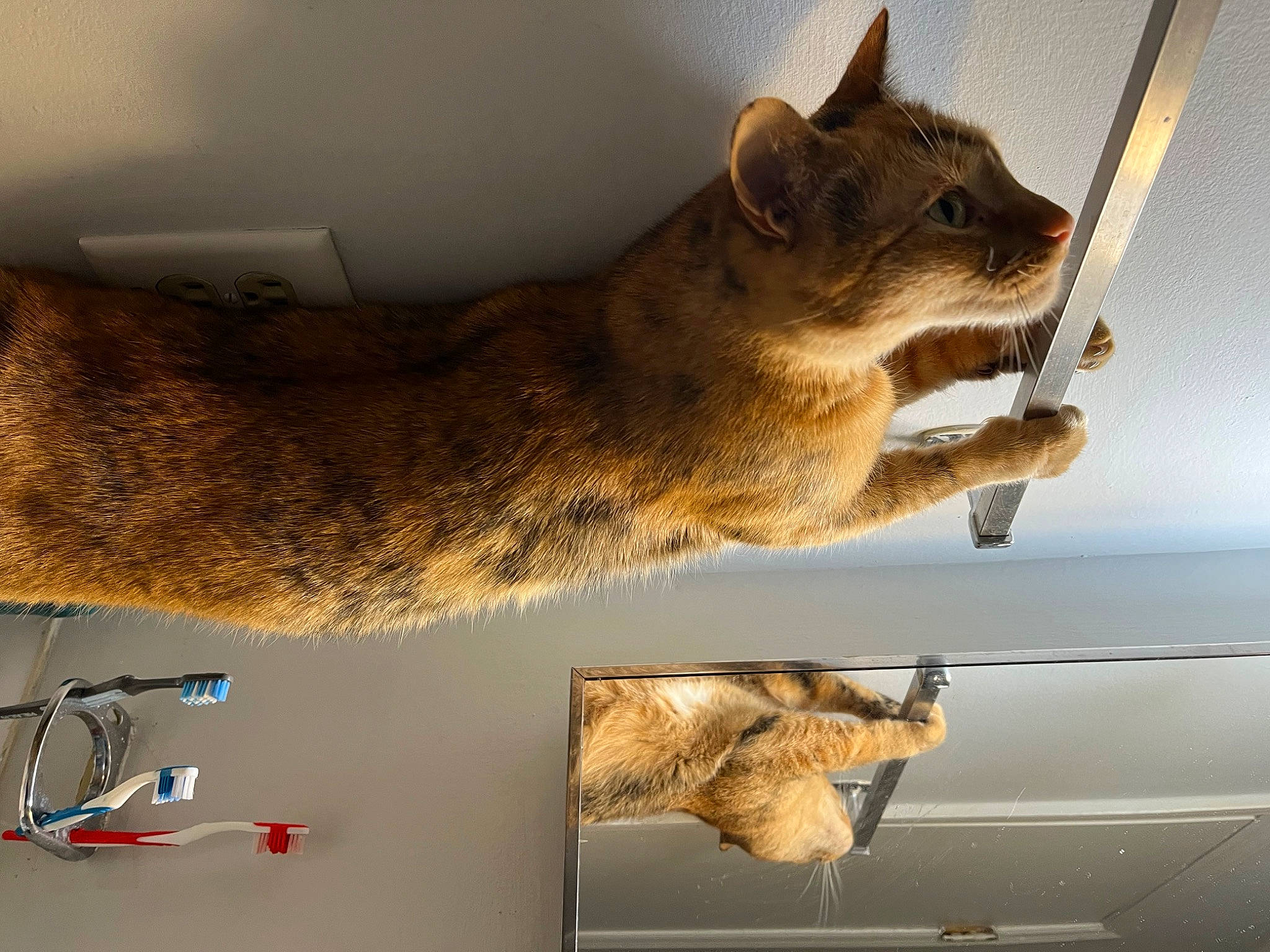 June is registered to the contest to win money with this photo: automotive_exterior, carnivore, cat, claw, domestic_short_haired_cat, fawn, felidae, fur, metal, paw, small_to_medium_sized_cats, snout, tail, tints_and_shades, vehicle, vehicle_door, whiskers, window, windshield, wood