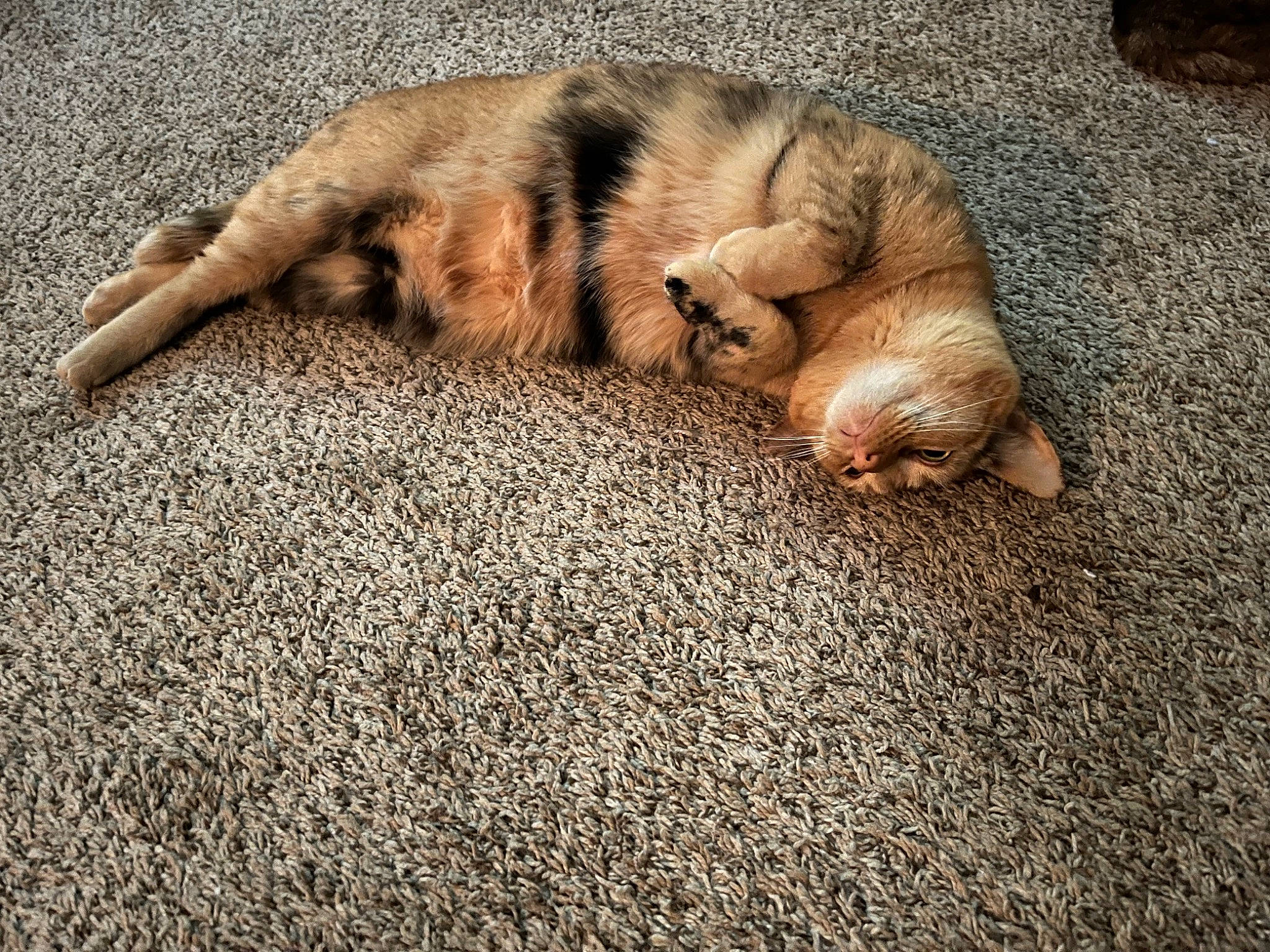 June is registered to the contest to win money with this photo: carnivore, carpet, cat, comfort, domestic_short_haired_cat, fawn, felidae, flooring, fur, grass, mammal, paw, road_surface, shadow, small_to_medium_sized_cats, tail, terrestrial_animal, vertebrate, whiskers, wood