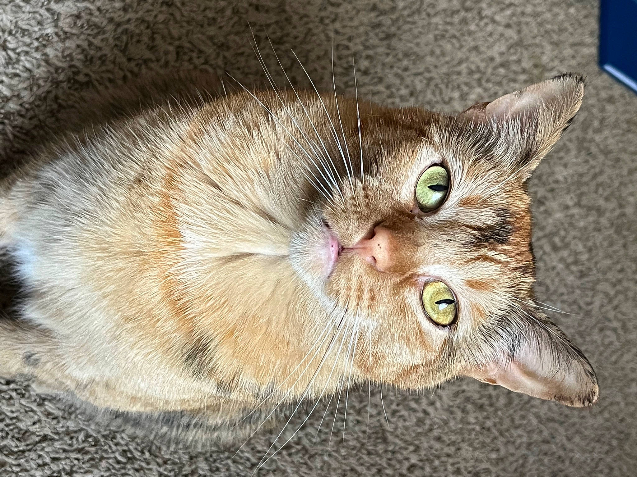 June is registered to the contest to win money with this photo: carnivore, cat, computer_keyboard, domestic_short_haired_cat, ear, eye, felidae, fur, head, small_to_medium_sized_cats, snout, terrestrial_animal, whiskers