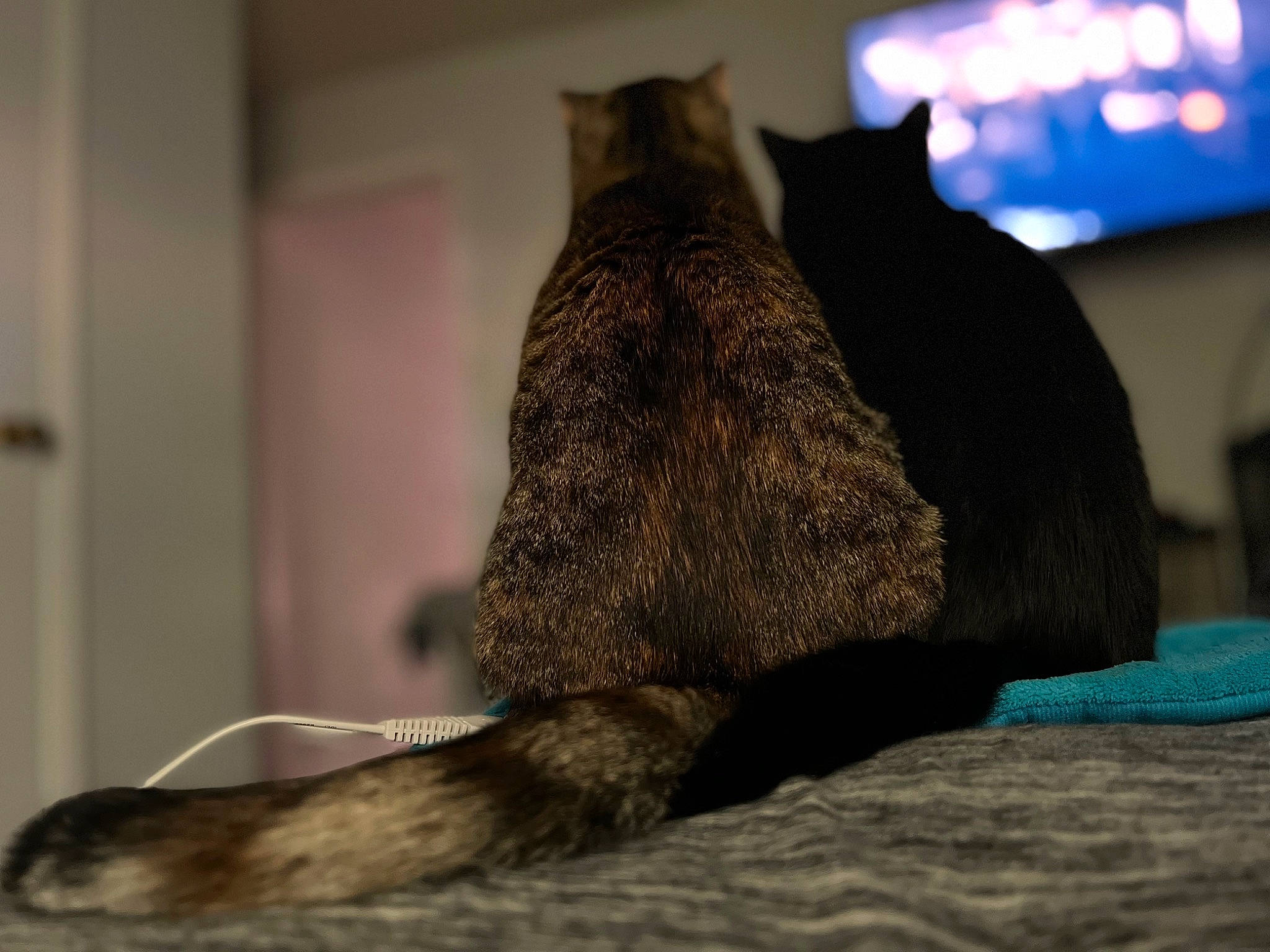 Ralph is registered to the contest to win money with this photo: canidae, carnivore, cat, claw, comfort, dog_breed, domestic_short_haired_cat, fawn, felidae, fur, linens, natural_material, small_to_medium_sized_cats, snout, sporting_group, tail, terrestrial_animal, whiskers, wood