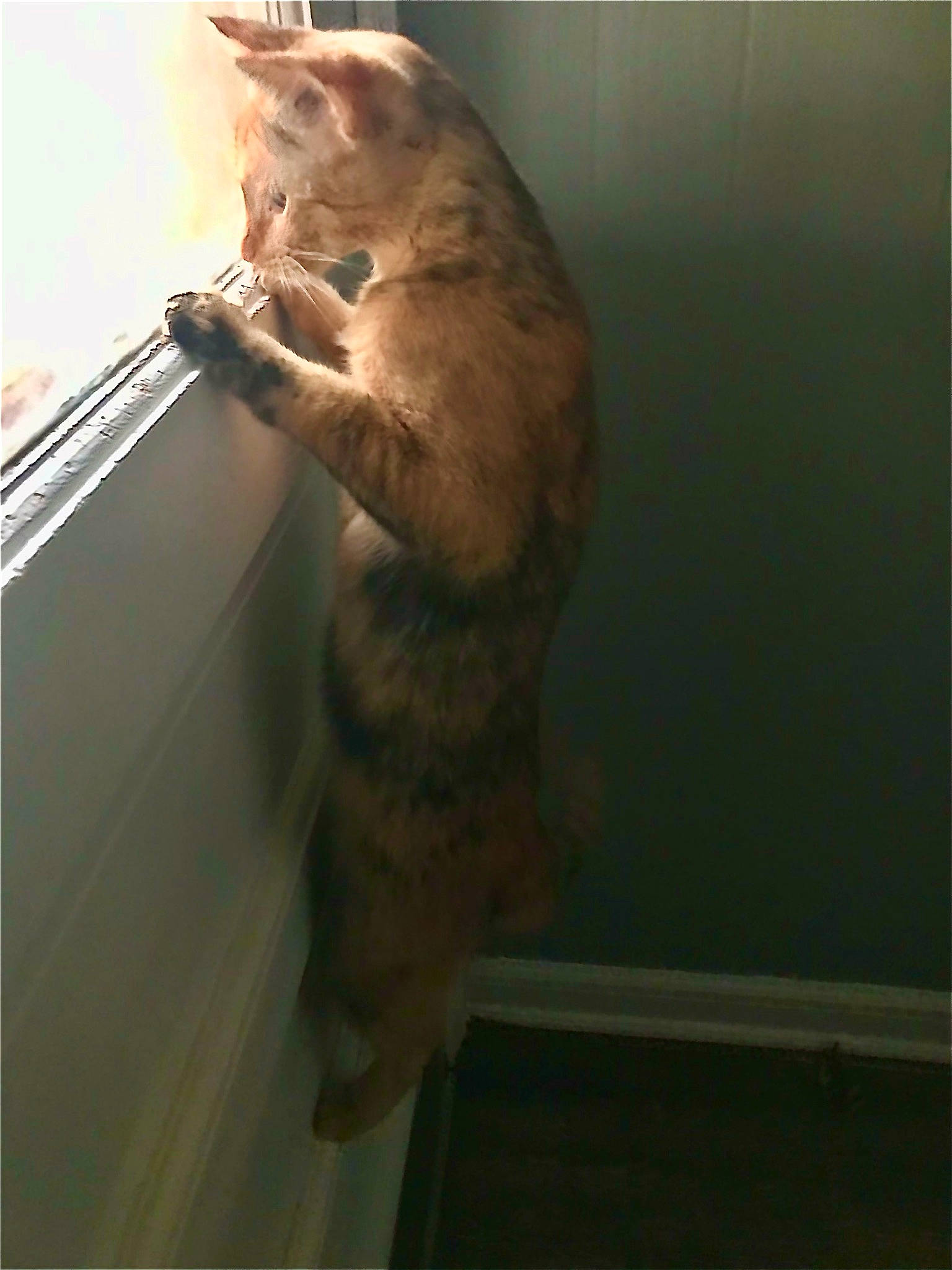 June is registered to the contest to win money with this photo: carnivore, cat, claw, domestic_short_haired_cat, fawn, felidae, fur, paw, room, shadow, small_to_medium_sized_cats, snout, stairs, tail, whiskers, window, wood