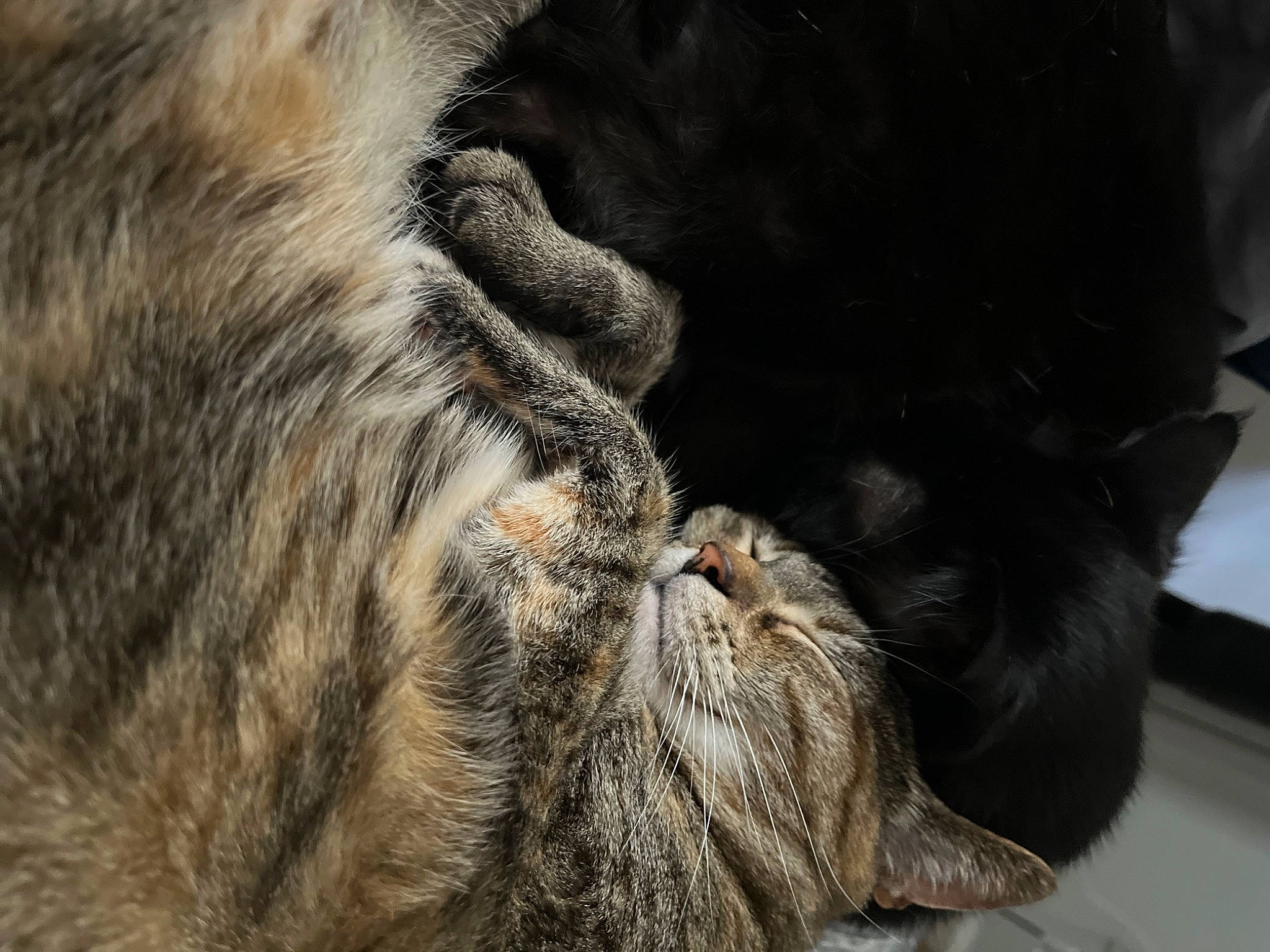 Cayman joined the competition — help win amazing prizes! carnivore, cat, claw, close_up, comfort, domestic_short_haired_cat, felidae, fur, nap, natural_material, paw, small_to_medium_sized_cats, snout, terrestrial_animal, whiskers, wildlife