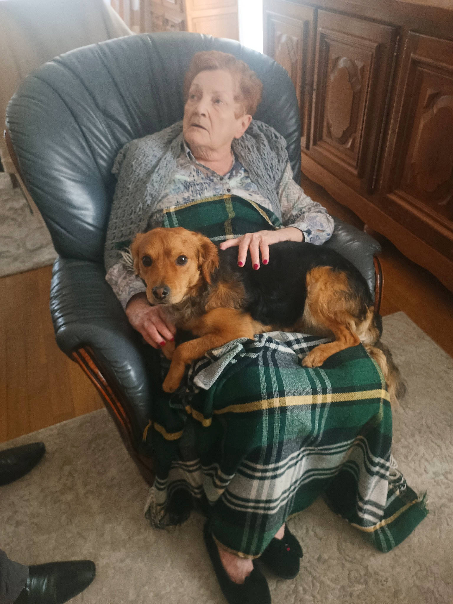 Saxo a rejoint le concours — aidez-le/la à gagner de superbes lots ! canidae, carnivore, chair, comfort, companion_dog, dog, dog_breed, dog_supply, fawn, flooring, furniture, lap, living_room, plaid, sitting, sporting_group, tartan, toy, toy_dog, working_animal