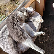 Felix is registered to the contest to win money with this photo: cat, gray_cat, white_cat, pet, feline, sleeping, relaxed, sunlight, window, cat_perch, indoor, cozy, fur, paw, tail, carpet, curtain, sunny, resting, animal
