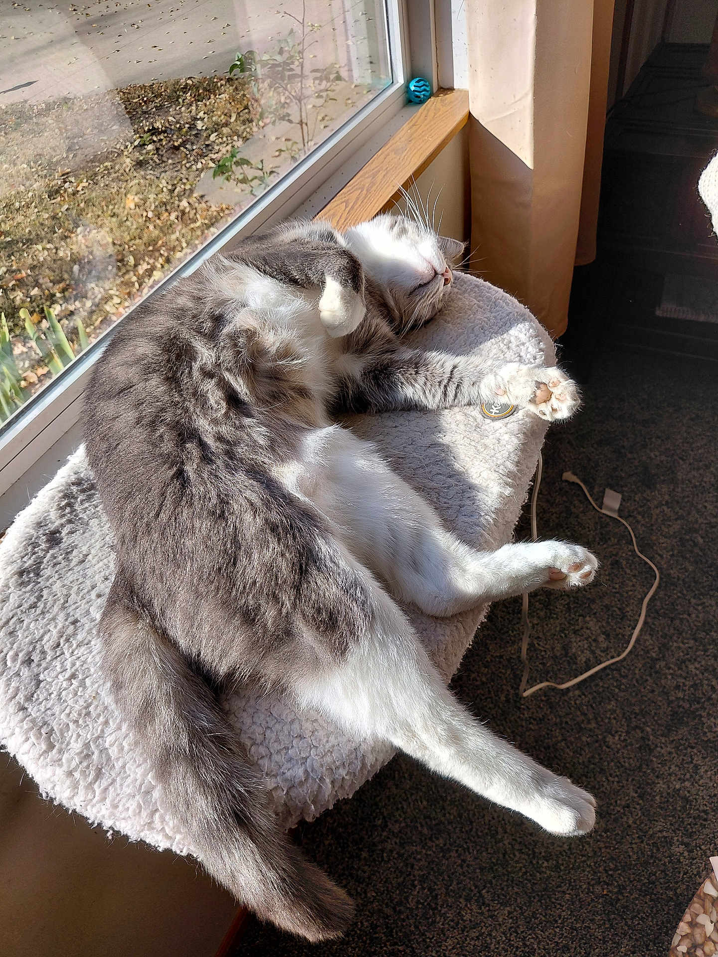 Felix is registered to the contest to win money with this photo: cat, gray_cat, white_cat, pet, feline, sleeping, relaxed, sunlight, window, cat_perch, indoor, cozy, fur, paw, tail, carpet, curtain, sunny, resting, animal