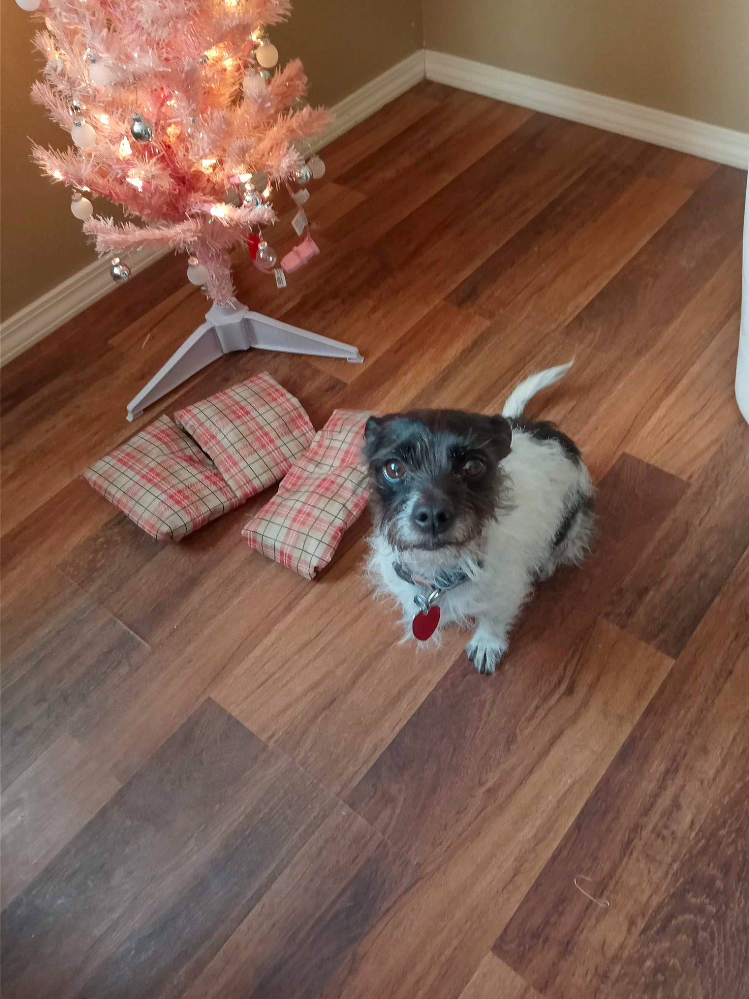 Benji joined the competition — help win amazing prizes! carnivore, companion_dog, decoration, dog, dog_breed, event, fawn, floor, flooring, fur, hardwood, laminate_flooring, ornament, sporting_group, toy_dog, varnish, wood, wood_flooring, wood_stain, working_animal