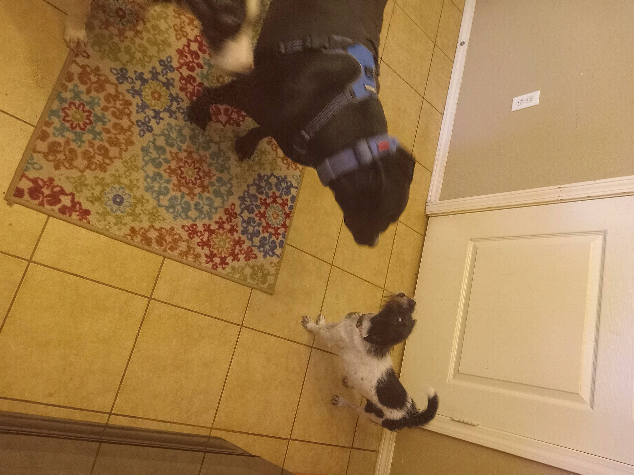 Benji joined the competition — help win amazing prizes! black, brown, carnivore, companion_dog, dog_breed, door, fawn, felidae, floor, flooring, hardwood, human_leg, laminate_flooring, mammal, small_to_medium_sized_cats, sporting_group, tail, tints_and_shades, wall, wood