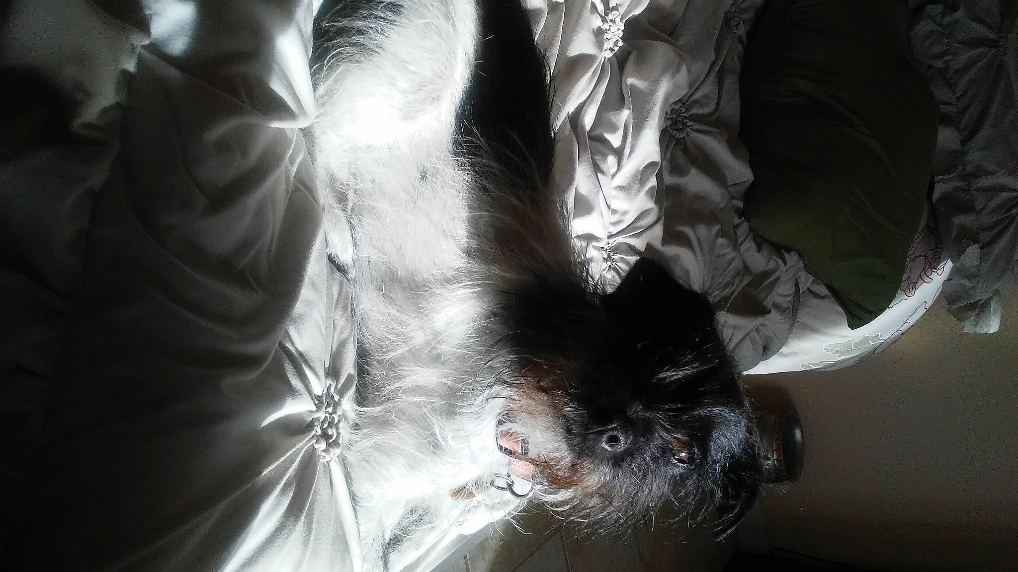 Benji is registered to the contest to win money with this photo: beard, carnivore, cat, claw, domestic_short_haired_cat, eye, feather, felidae, foot, fur, gesture, human_leg, leg, small_to_medium_sized_cats, snout, style, sunglasses, tail, tree, whiskers