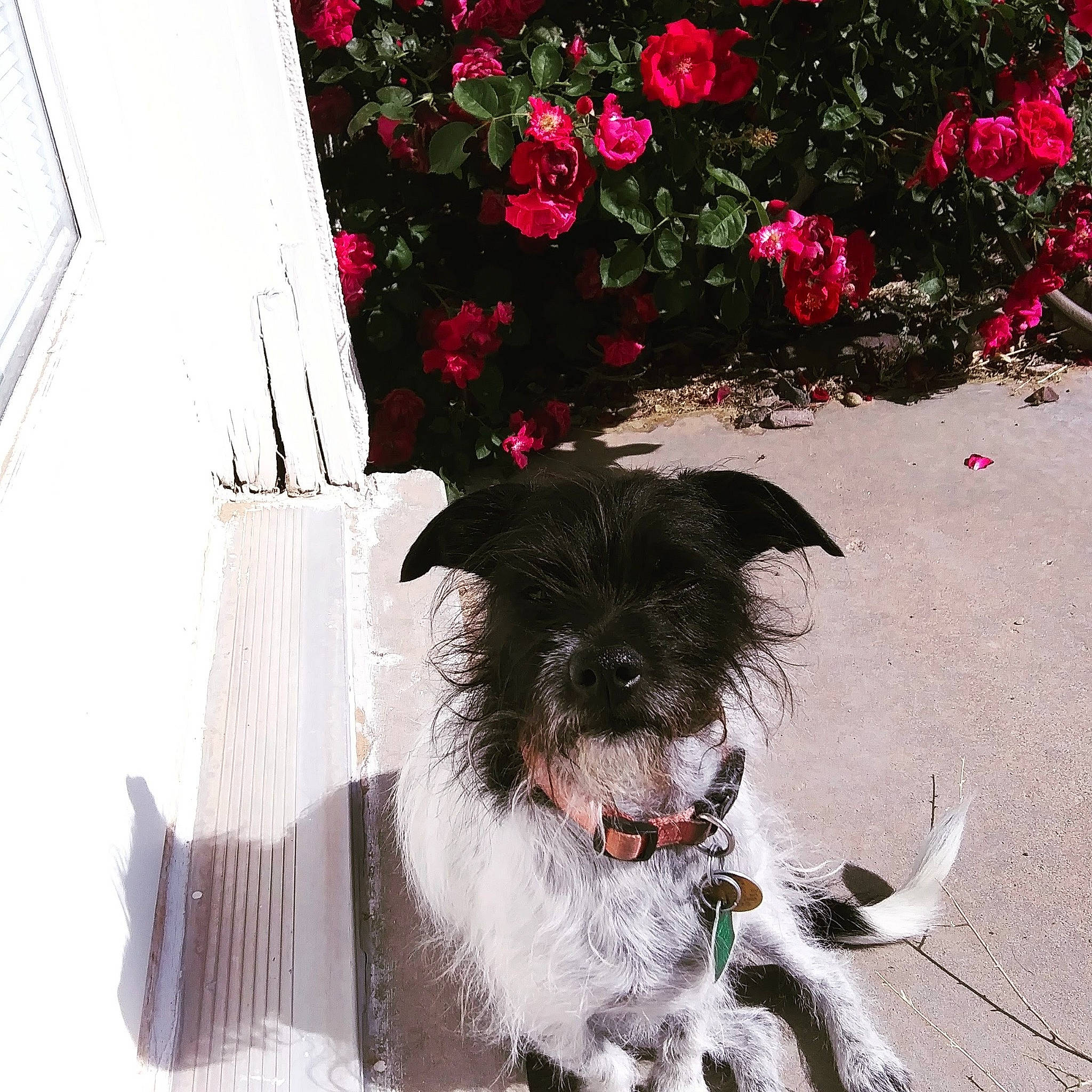Benji joined the competition — help win amazing prizes! annual_plant, carmine, carnivore, collar, companion_dog, dog, dog_breed, dog_collar, dog_supply, flower, pet_supply, petal, plant, schnauzer, small_terrier, sporting_group, standard_schnauzer, terrier, toy_dog, working_animal