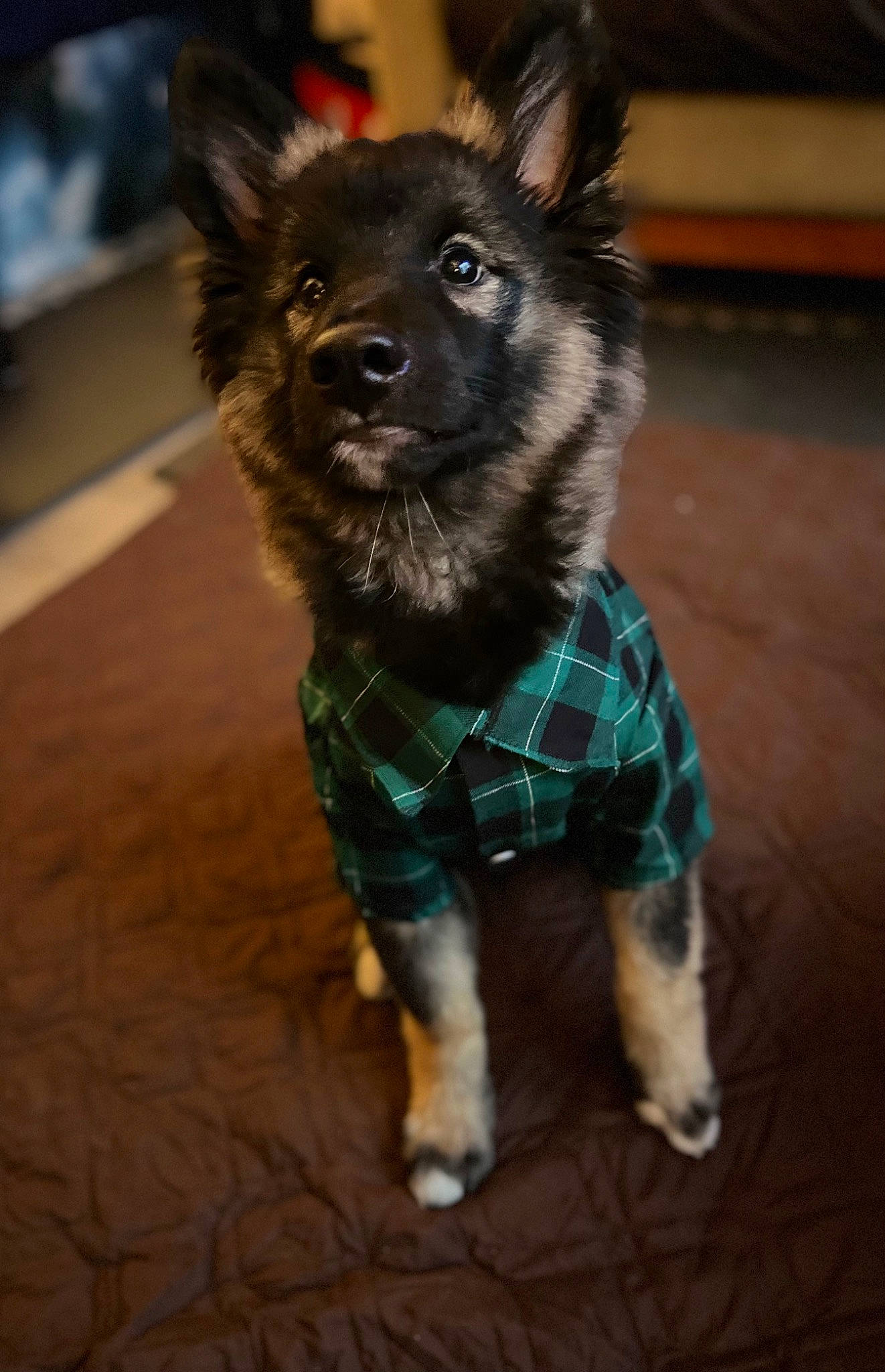 Oz is registered to the contest to win money with this photo: carnivore, collar, companion_dog, dog, dog_breed, dog_clothes, dog_collar, dog_supply, fawn, flooring, fur, leash, pattern, snout, sporting_group, tail, toy_dog, whiskers, wood, working_animal