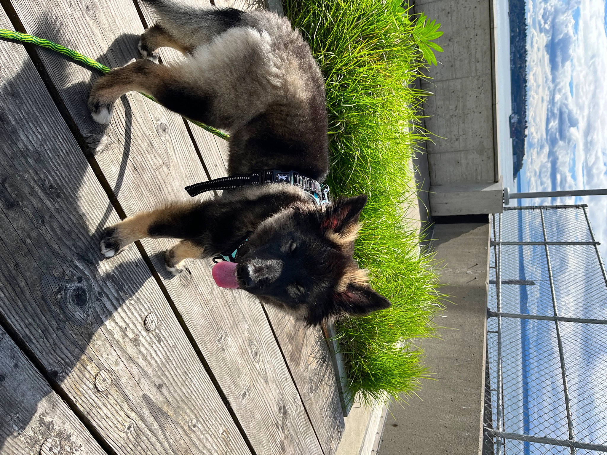 Oz is registered to the contest to win money with this photo: canidae, carnivore, collar, companion_dog, dog_breed, fawn, felidae, fur, mesh, pet_supply, plant, small_to_medium_sized_cats, tail, terrestrial_animal, window, wood, working_dog