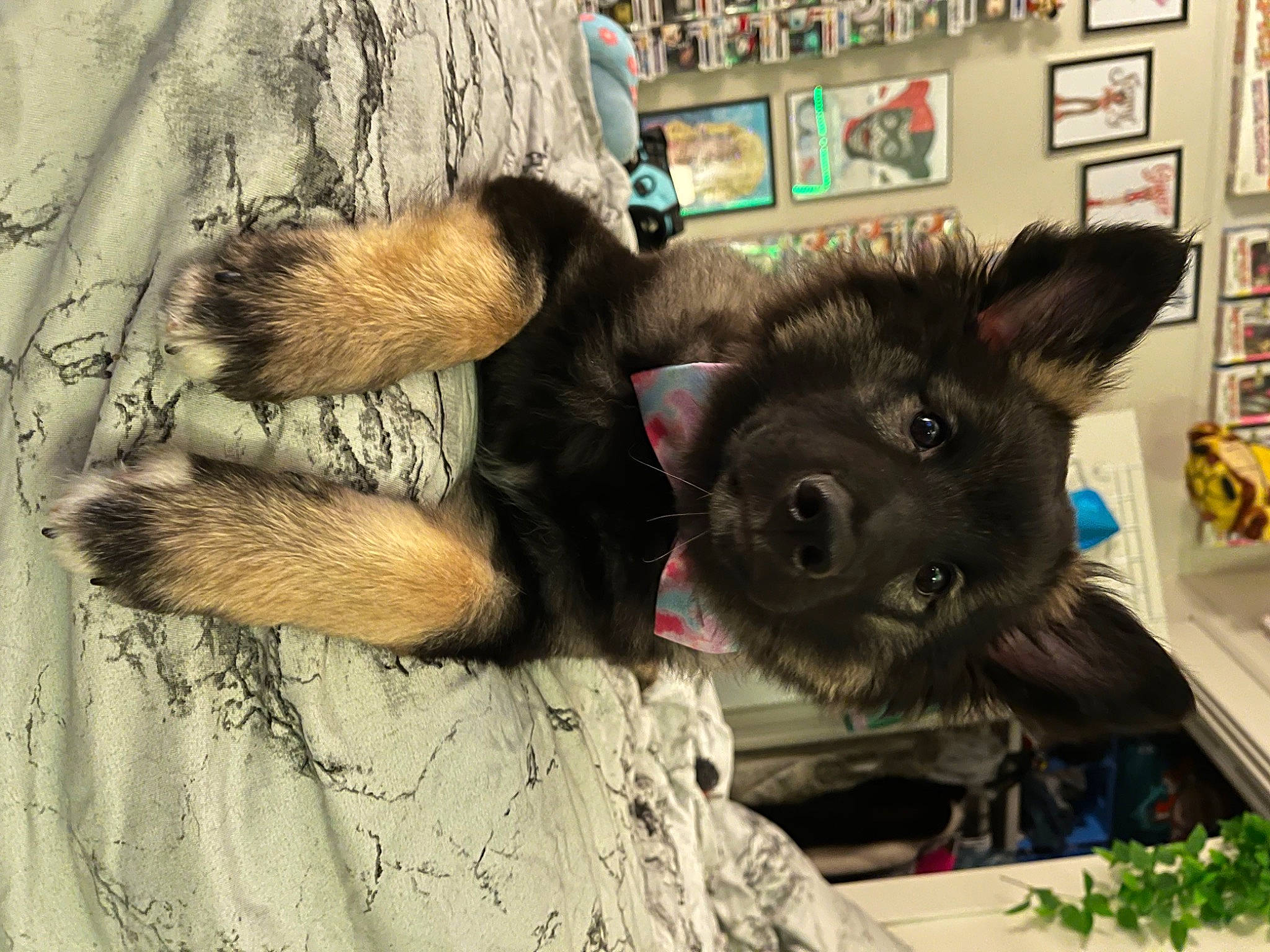 Oz is registered to the contest to win money with this photo: bookcase, canidae, carnivore, collar, companion_dog, dog, dog_breed, fawn, fur, paw, picture_frame, shelf, snout, sporting_group, stuffed_toy, tail, terrestrial_animal, vertebrate, wood, working_animal