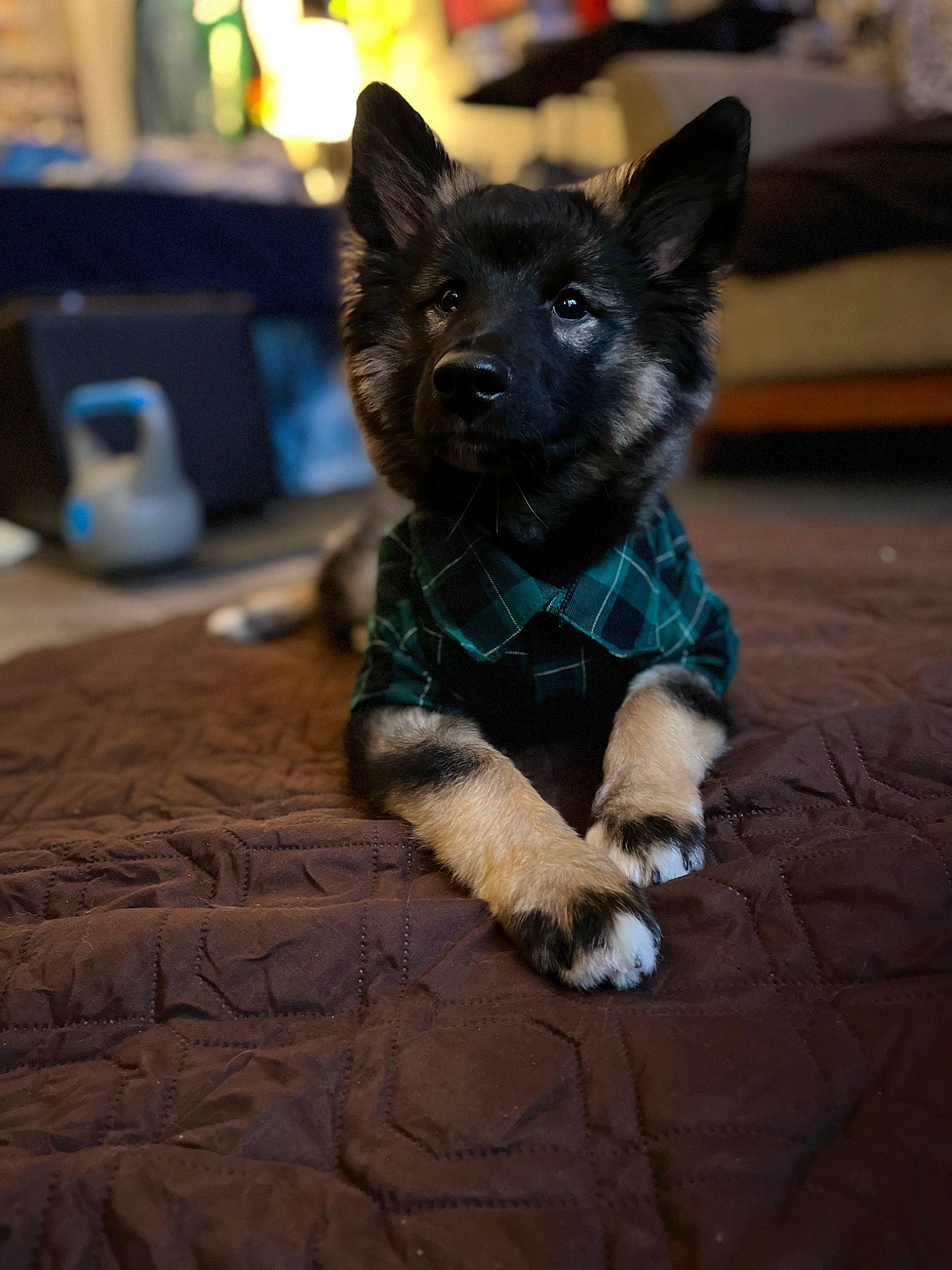 Oz joined the competition — help win amazing prizes! canidae, canis, carnivore, companion_dog, dog, dog_breed, dog_collar, electric_blue, flooring, fur, grey, herding_dog, mug, non_sporting_group, snout, sporting_group, tail, wood, working_animal, working_dog