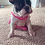 dog, puppy, french_bulldog, pink_bandana, carpet, indoor, pet, cute, small_dog, animal, sitting, ears_up, young_dog, domestic_animal, fur, mammal, looking, adorable, companion, house