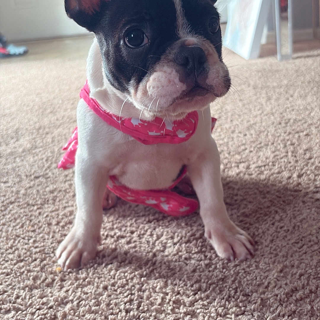 Zoey is registered to the contest to win money with this photo: adorable, animal, carpet, companion, cute, dog, domestic_animal, ears_up, french_bulldog, fur, house, indoor, looking, mammal, pet, pink_bandana, puppy, sitting, small_dog, young_dog
