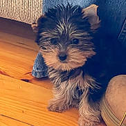 Booboo joined the competition — help win amazing prizes! animal, black, boot, brown, companion, cute, denim, dog, floor, fluffy, fur, indoor, jeans, pet, puppy, sitting, small_dog, tan, wooden_floor, young_dog