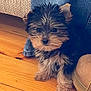 animal, black, boot, brown, companion, cute, denim, dog, floor, fluffy, fur, indoor, jeans, pet, puppy, sitting, small_dog, tan, wooden_floor, young_dog