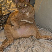 Kiko is registered to the contest to win money with this photo: cat, orange_tabby, pet, feline, indoors, bed, relaxed, sitting, fur, whiskers, animal, cute, domestic_animal, cozy, comfort, looking_at_camera, yellow_eyes, plush, resting, mammal