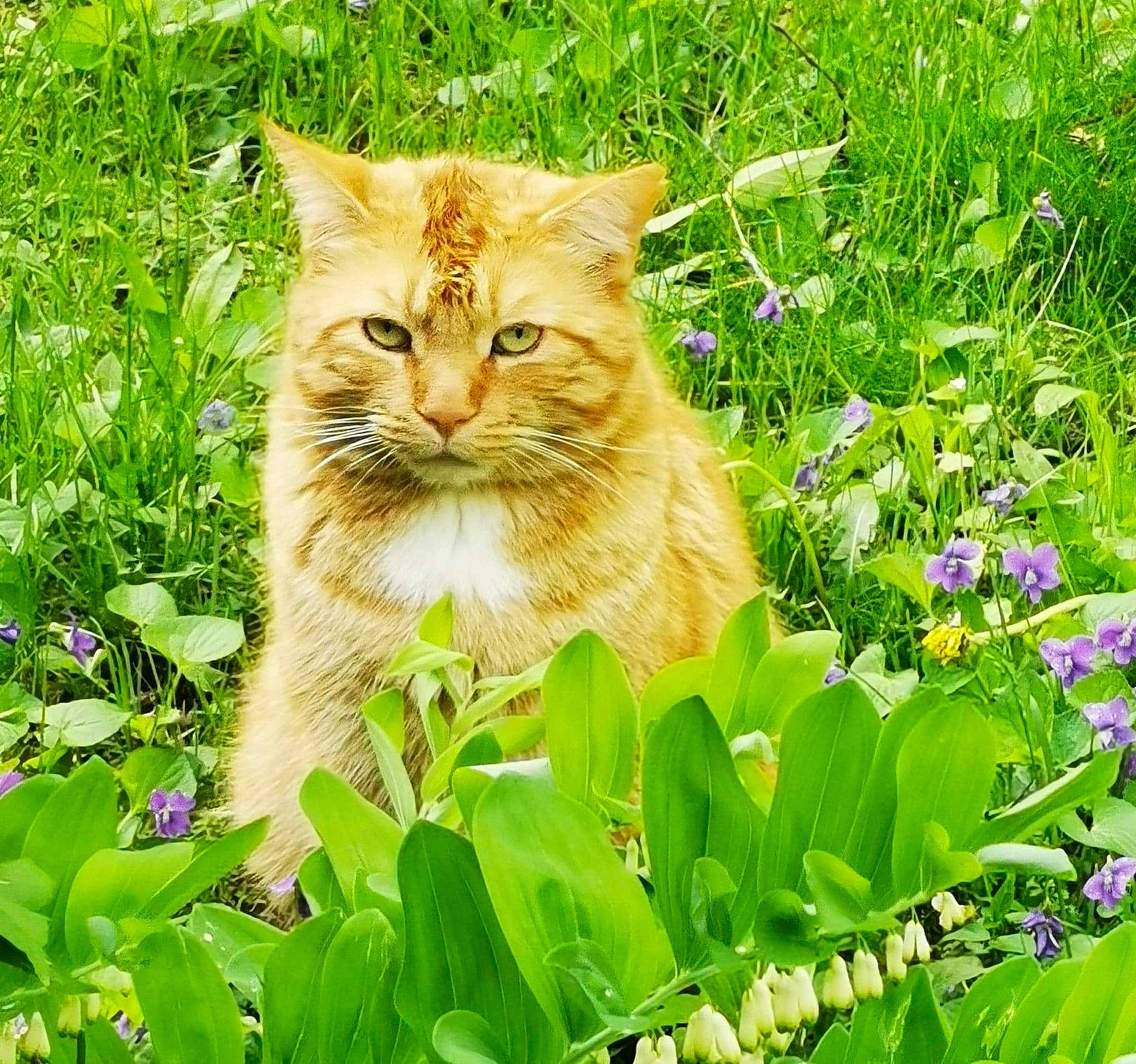 Morris is registered to the contest to win money with this photo: carnivore, cat, fawn, felidae, flower, grass, grassland, green, groundcover, leaf, meadow, natural_landscape, people_in_nature, plant, shrub, small_to_medium_sized_cats, snout, terrestrial_animal, vegetation, whiskers
