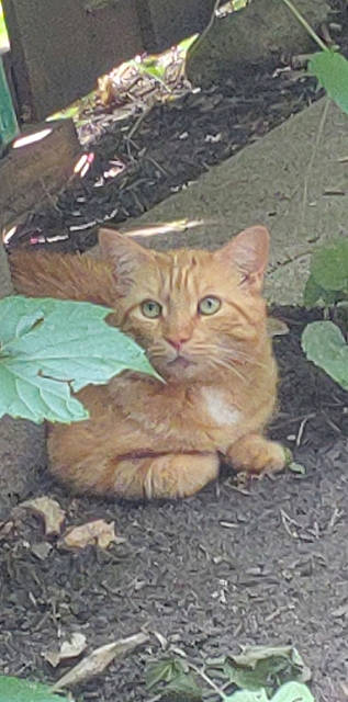 Morris is registered to the contest to win money with this photo: carnivore, cat, domestic_short_haired_cat, fawn, felidae, fur, grass, groundcover, paw, plant, sitting, small_to_medium_sized_cats, snout, soil, tail, terrestrial_animal, tree, whiskers, wildlife, wood