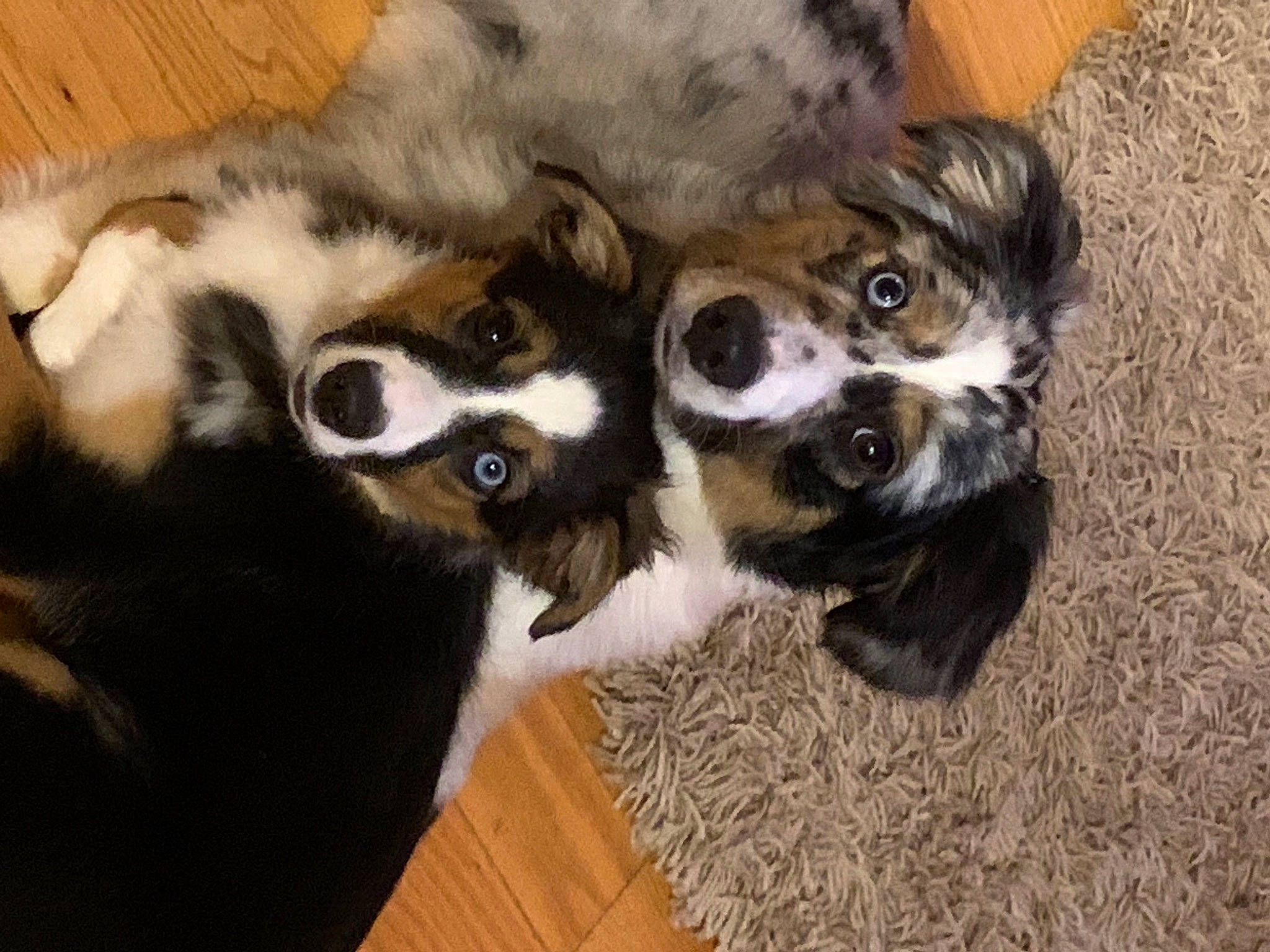 Jax joined the competition — help win amazing prizes! canidae, carnivore, cat, claw, comfort, companion_dog, dog, dog_breed, fawn, felidae, fur, paw, puppy, small_to_medium_sized_cats, snout, sporting_group, tail, terrestrial_animal, whiskers, working_animal