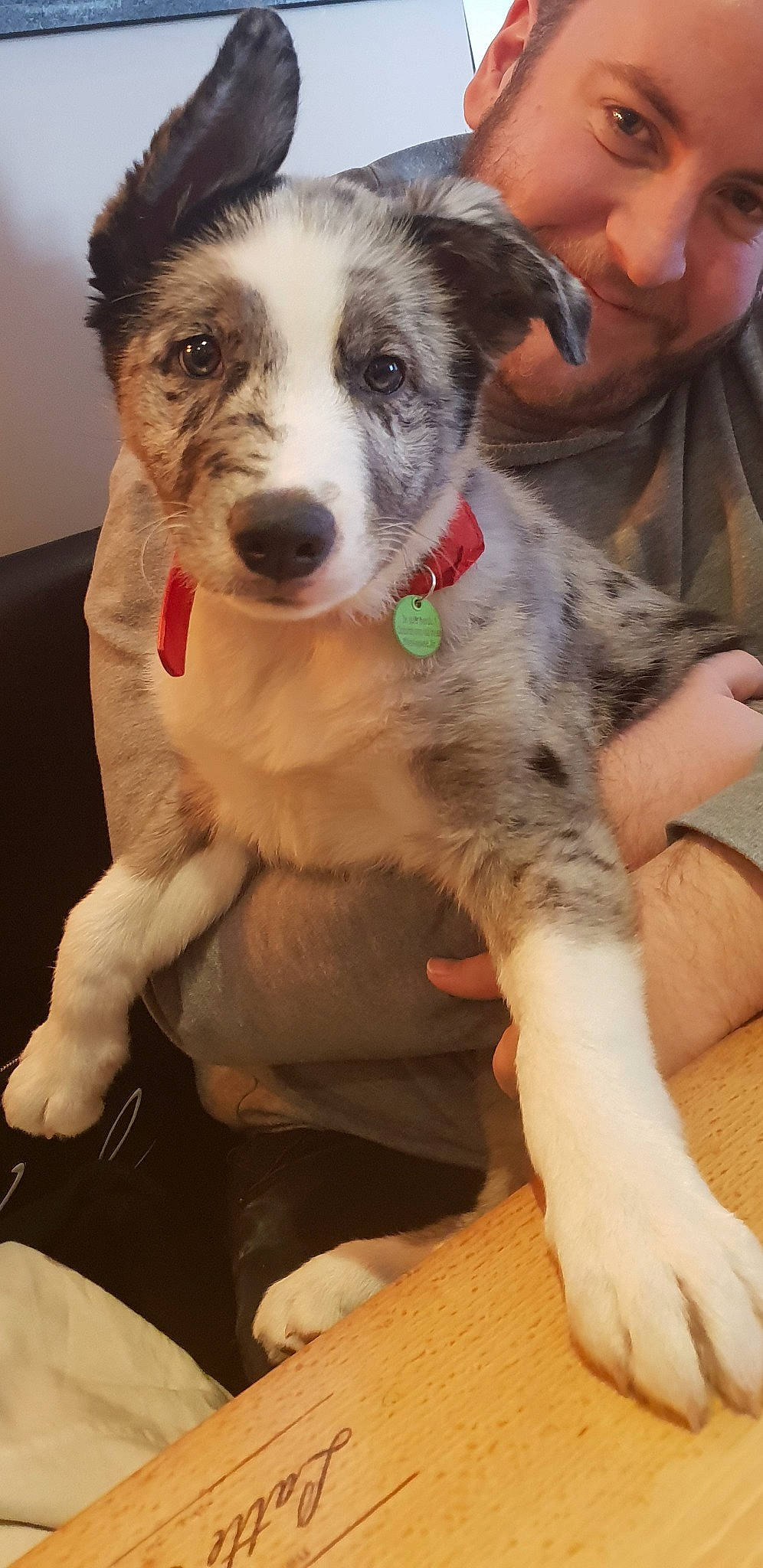 Smooky participe au concours pour gagner de l'argent avec cette photo : companion_dog, dog, dog_breed, dog_breed_group, dog_like_mammal, fur, person, puppy, snout