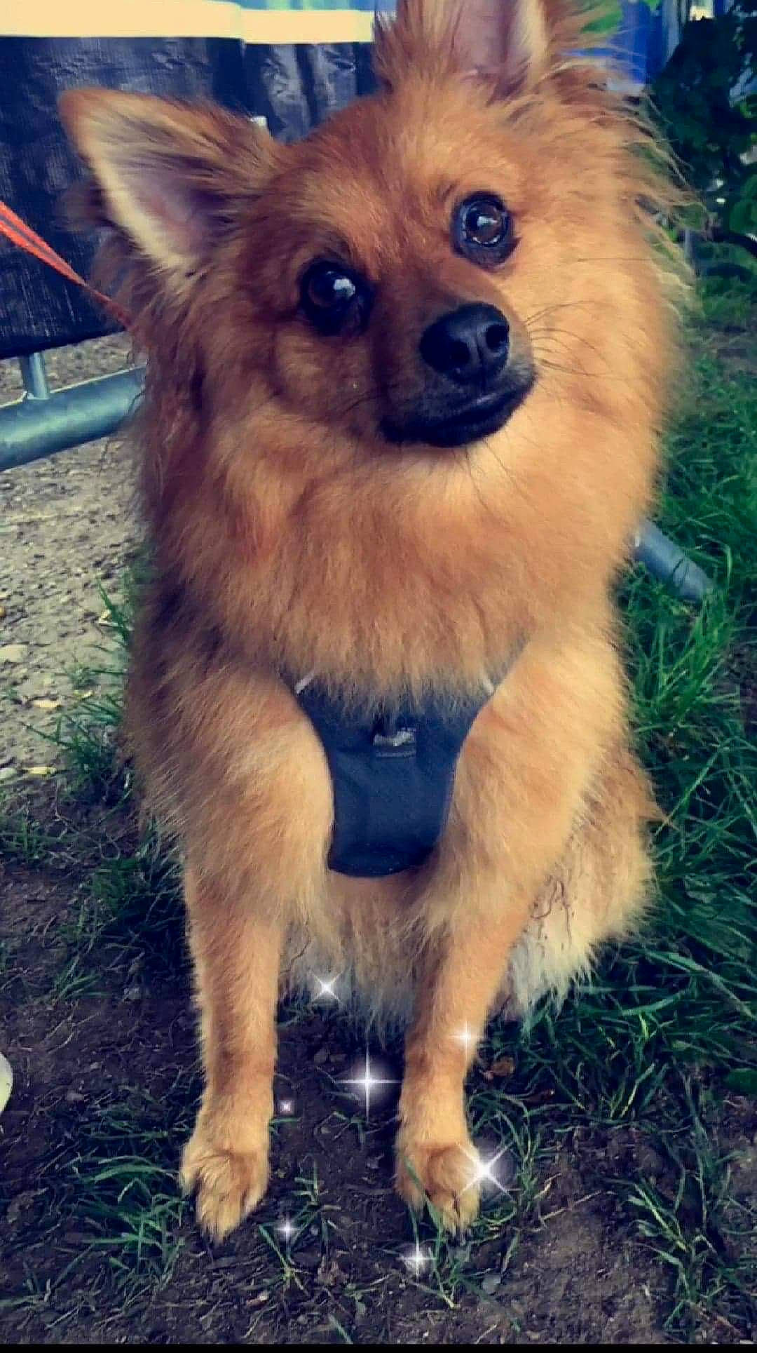 Nougat participe au concours pour gagner de l'argent avec cette photo : blond, carnivore, companion_dog, dog, dog_breed, dog_supply, fawn, german_spitz, grass, hair, liver, photograph, pomeranian, snapshot, snout, spitz, summer, toy_dog, whiskers, working_animal