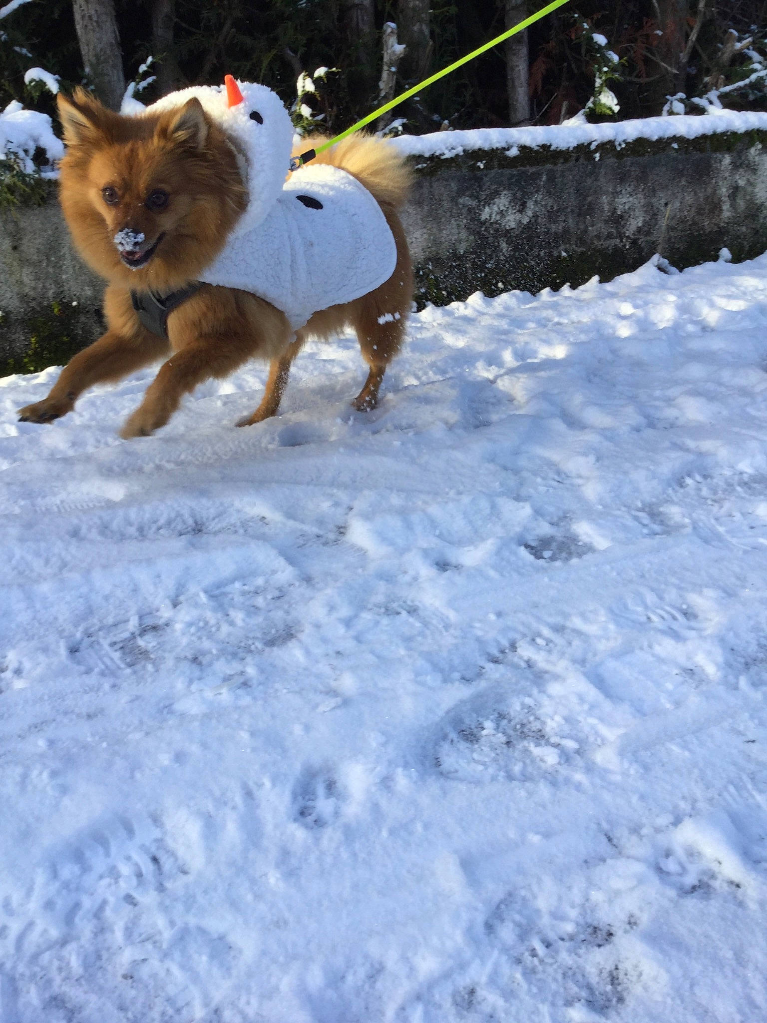 Nougat a rejoint le concours — aidez-le/la à gagner de superbes lots ! adventure, animal_sports, carnivore, companion_dog, dog, dog_breed, dog_clothes, dog_supply, dog_walking, fawn, freezing, leash, recreation, snout, snow, sporting_group, tail, winter, working_animal, working_dog