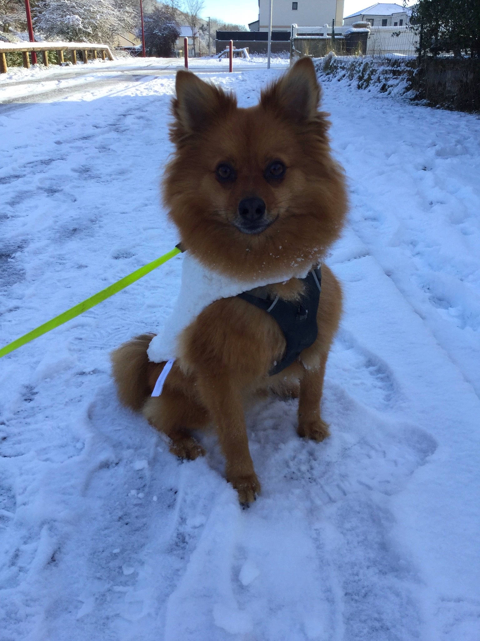 Nougat participe au concours pour gagner de l'argent avec cette photo : building, carnivore, companion_dog, dog, dog_breed, fawn, freezing, fur, german_spitz_klein, german_spitz_mittel, mammal, sky, snow, spitz, sporting_group, tail, tree, vertebrate, winter, working_animal