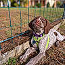 backyard, blue_sky, brown_and_white, collar, dog, fence, garden, grass, green_harness, harness, leaves, lying_down, outdoor, portrait, puppy, purple_collar, soil, spotted_coat, tag, wire_fence