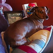 Bradley James is registered to the contest to win money with this photo: adult, animal, canine, chair, couch, cushion, dog, face, furniture, head, homedecor, hound, indoors, male, person, pet, photoframe, photography, portrait, puppy