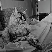Zelda a rejoint le concours — aidez-le/la à gagner de superbes lots ! animal, black_and_white, blanket, buddha, cat, couch, cozy, decor, fluffy_cat, fur, furniture, indoor, living_room, painting, patterned_blanket, pet, portrait, relaxed, resting, side_view